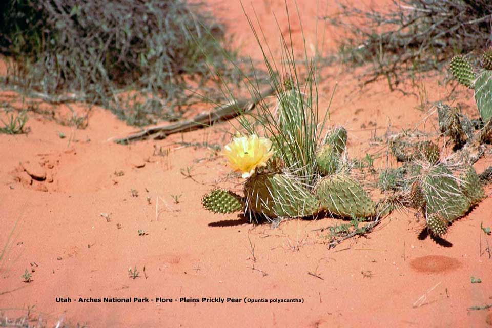 plains prickly pear - flore de l'utah